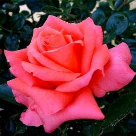 ANNE VANDERLOVE® Adaimseize