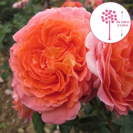 MAMIE DITTIERE Tige® Masmadit