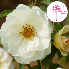 ROSE DE LA PAIX Tige® Masropa