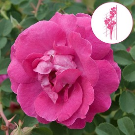 CERISE BOUQUET 