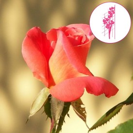 CHRISTOPHE COLOMB® Meironssesar