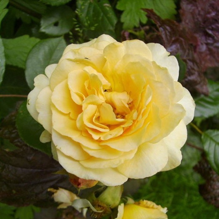 Rosier 'BUFF BEAUTY' chez Pétales-de-roses.com, le spécialiste des rosiers