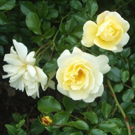 CELINA® Noason