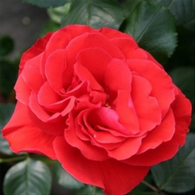 CHORUS®Meijulita