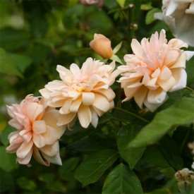 PERLE D'OR