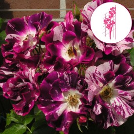 PURPLE SPLASH® Wekspitrib