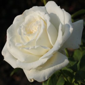 PAPE JEAN PAUL II® Jacsegra