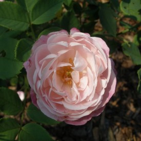 MADAME PIERRE OGER