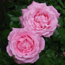 MRS JOHN LAING