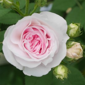 FELICITE PARMENTIER