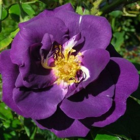 RHAPSODY IN BLUE® Frantasia