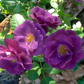 RHAPSODY IN BLUE® Frantasia