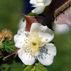 ROSA SERICEA PTERACANTHA