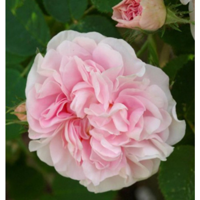 CUISSE DE NYMPHE ÉMUE