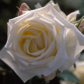 BLANC PUR