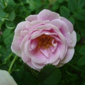 ROSA PIMPINELLIFOLIA...