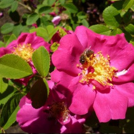 DUCHESSE DE PORTLAND