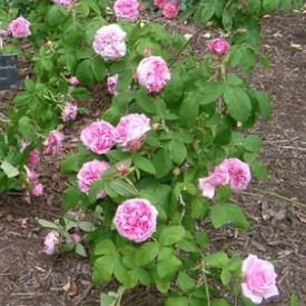 Duchesse d'Orleans
