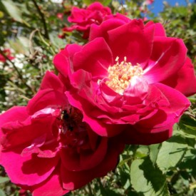 GLOIRE DES ROSOMANES
