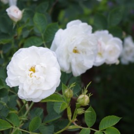 ROSA ALBA MAXIMA