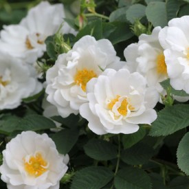 ROSA ALBA SEMI-PLENA