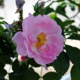ROSA CANINA ABBOTSWOOD