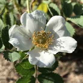 ROSA FEDTSCHENKOANA