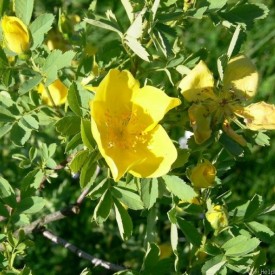 ROSA HEMISPHAERICA VAR....