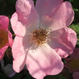 ROSA PAULII ROSEA