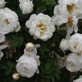 ROSA PIMPINELLIFOLIA DOUBLE...
