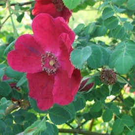 ROSA PRUHONICIANA