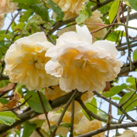 DESPREZ À FLEURS JAUNES
