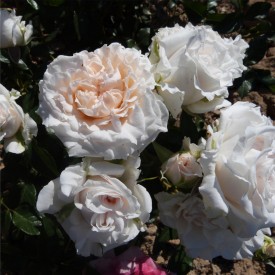 CATHERINE FROT® Doranisa