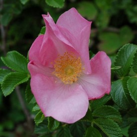 FRAU DAGMAR HASTRUP