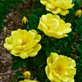 copy of HARISON'S YELLOW