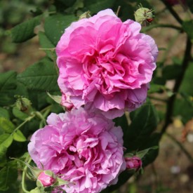 copy of IMPÉRATRICE JOSÉPHINE