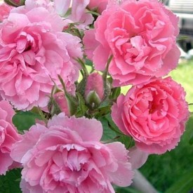 PINK GROOTENDORST