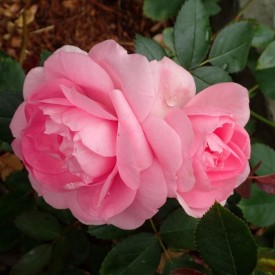 copy of PRAIRIE JOY