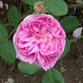 copy of PRINCE CHARLES...