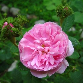 ROSA CENTIFOLIA CRISTATA