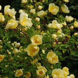copy of ROSA HUGONIS