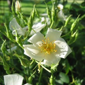 ROSA MOSCHATA UMBRELLA