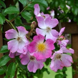 copy of ROSA MULTIFLOA...