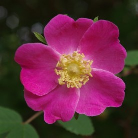 copy of ROSA REVERSA MAXIMA