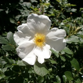 copy of WHITE SURPRISE