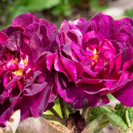copy of ROSE DES MAURES