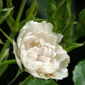 WHITE GROOTENDORST