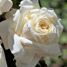 ARIANE DE ROTHSCHILD®...
