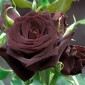 BLACK BACCARA® Meidebenne