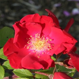 ROBUSTA®Korgosa